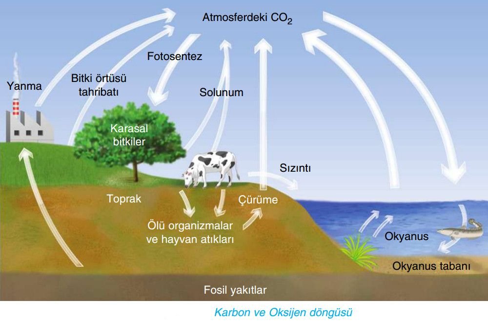 Karbon döngüsü,oksijen döngüsü  madde döngüsü